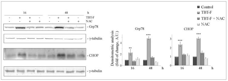 https://cdn.ncbi.nlm.nih.gov/pmc/blobs/387e/7663760/47832ffb228e/ijms-21-08135-g004.jpg
