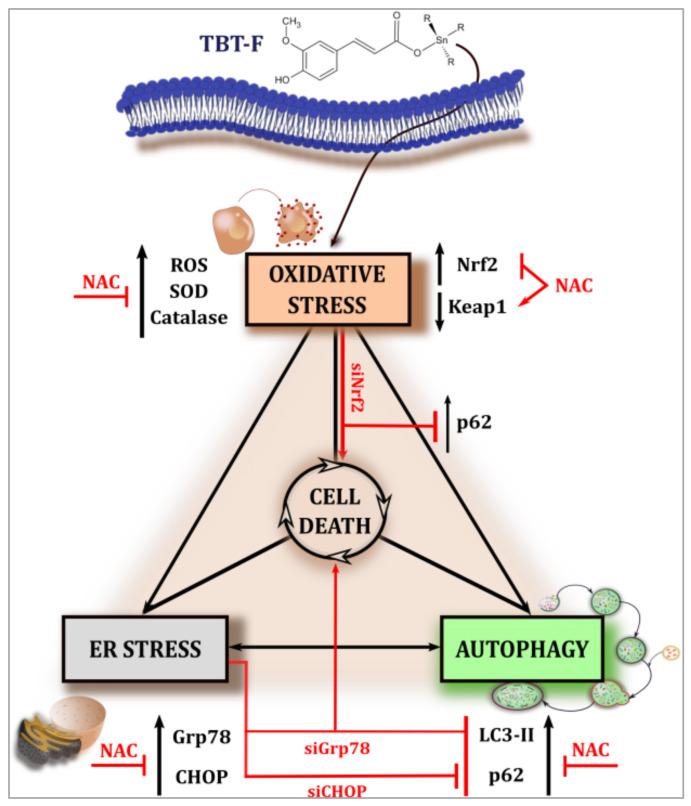 https://cdn.ncbi.nlm.nih.gov/pmc/blobs/387e/7663760/8433974faacc/ijms-21-08135-g007.jpg