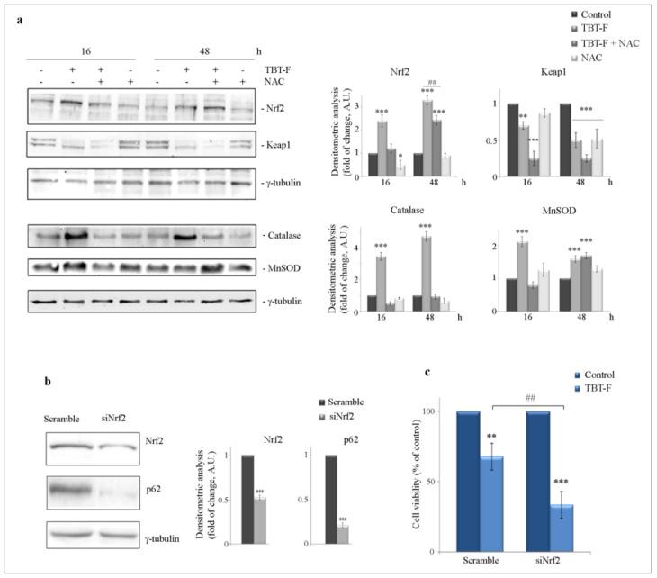 https://cdn.ncbi.nlm.nih.gov/pmc/blobs/387e/7663760/91dbe0affcb8/ijms-21-08135-g003.jpg