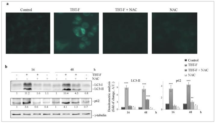 https://cdn.ncbi.nlm.nih.gov/pmc/blobs/387e/7663760/ea11081bd8db/ijms-21-08135-g005.jpg