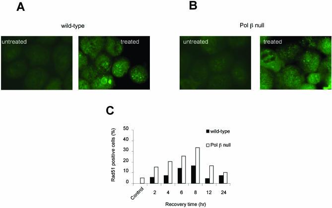 https://cdn.ncbi.nlm.nih.gov/pmc/blobs/3881/546155/2cae39df36a2/gki168f5.jpg