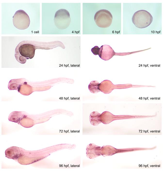 https://cdn.ncbi.nlm.nih.gov/pmc/blobs/3882/11083823/3b6804dfbfe9/ijms-25-04707-g003.jpg