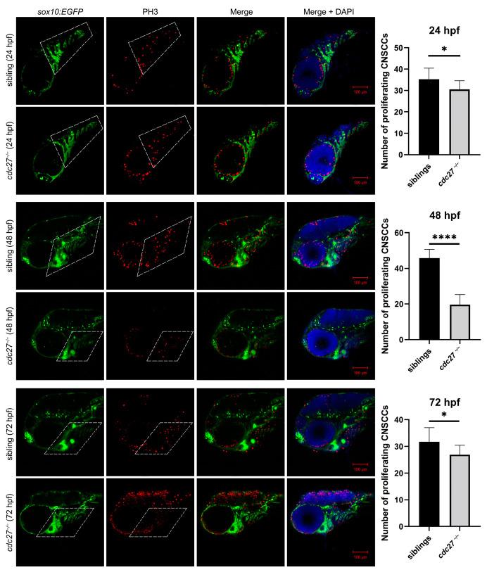 https://cdn.ncbi.nlm.nih.gov/pmc/blobs/3882/11083823/4d733aca9a3f/ijms-25-04707-g010.jpg