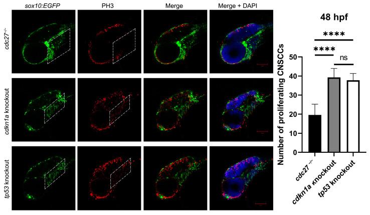 https://cdn.ncbi.nlm.nih.gov/pmc/blobs/3882/11083823/acdc9d73624b/ijms-25-04707-g012.jpg