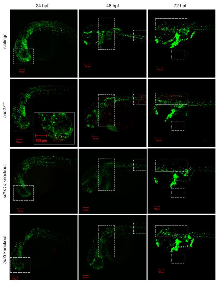 https://cdn.ncbi.nlm.nih.gov/pmc/blobs/3882/11083823/d13117056513/ijms-25-04707-g011.jpg