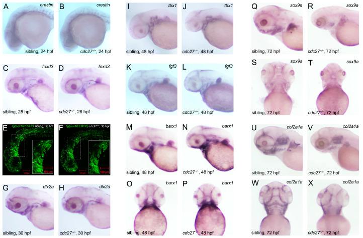 https://cdn.ncbi.nlm.nih.gov/pmc/blobs/3882/11083823/da9115dbe4d2/ijms-25-04707-g008.jpg