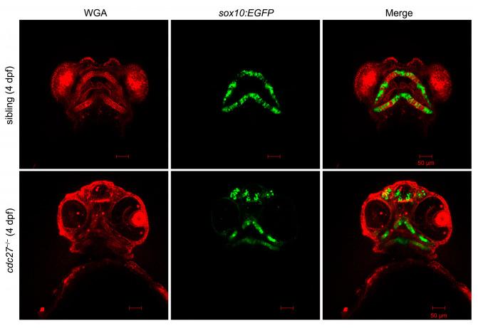 https://cdn.ncbi.nlm.nih.gov/pmc/blobs/3882/11083823/f667728329af/ijms-25-04707-g007.jpg