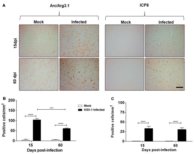 https://cdn.ncbi.nlm.nih.gov/pmc/blobs/3883/6340317/07c176463a3d/fncel-12-00505-g0001.jpg
