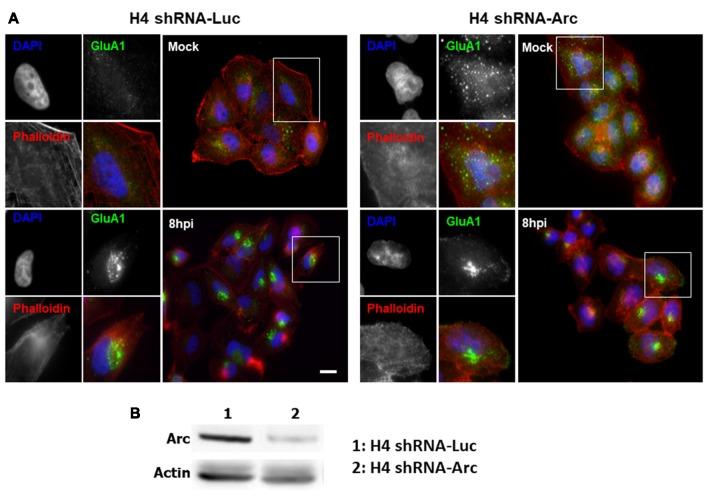 https://cdn.ncbi.nlm.nih.gov/pmc/blobs/3883/6340317/a248764d20fe/fncel-12-00505-g0008.jpg