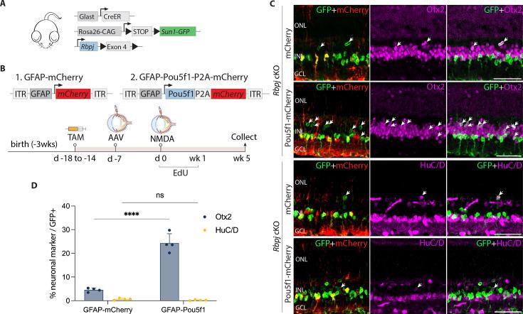 https://cdn.ncbi.nlm.nih.gov/pmc/blobs/3884/12088672/72c140d8f3fc/elife-106450-fig2.jpg