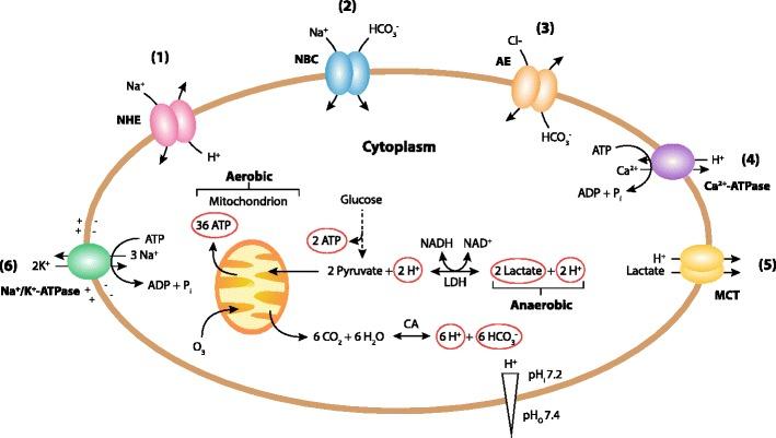 https://cdn.ncbi.nlm.nih.gov/pmc/blobs/3884/3913853/1f248f22925a/12975_2013_322_Fig5_HTML.jpg