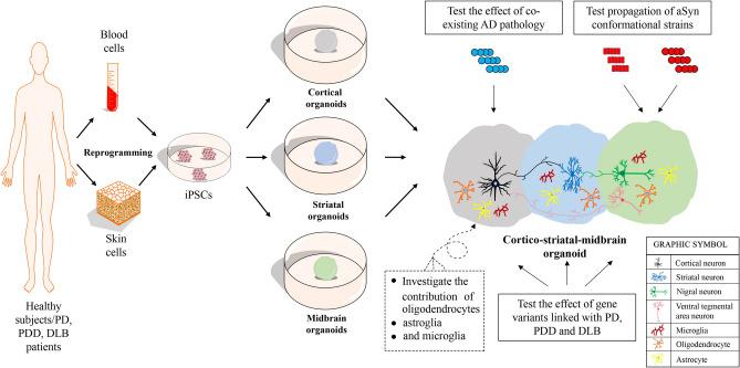 https://cdn.ncbi.nlm.nih.gov/pmc/blobs/3887/12037466/ffc72cd48c52/18_2025_5686_Fig2_HTML.jpg