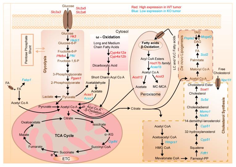 https://cdn.ncbi.nlm.nih.gov/pmc/blobs/3889/8534692/158f758d23f4/cells-10-02787-g007.jpg