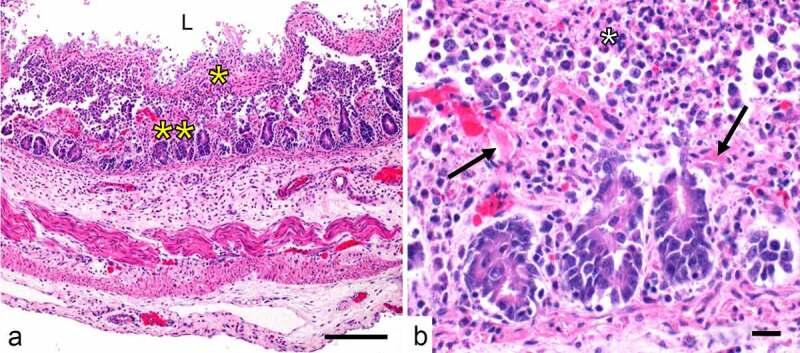 https://cdn.ncbi.nlm.nih.gov/pmc/blobs/388c/8043184/4ae4c3b413e7/KVIR_A_1886777_F0005_OC.jpg