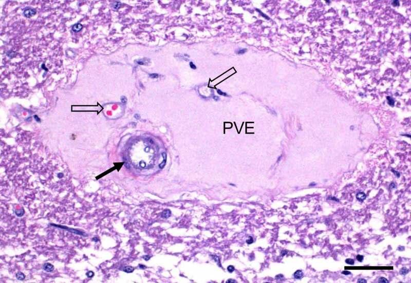 https://cdn.ncbi.nlm.nih.gov/pmc/blobs/388c/8043184/717059dffb20/KVIR_A_1886777_F0006_OC.jpg