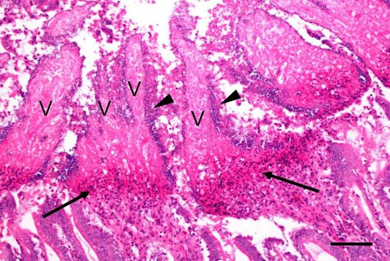 https://cdn.ncbi.nlm.nih.gov/pmc/blobs/388c/8043184/e8466637fa6f/KVIR_A_1886777_F0007_OC.jpg