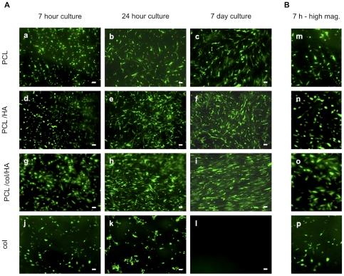 https://cdn.ncbi.nlm.nih.gov/pmc/blobs/388e/3035635/b989e0e3a9db/pone.0016813.g002.jpg