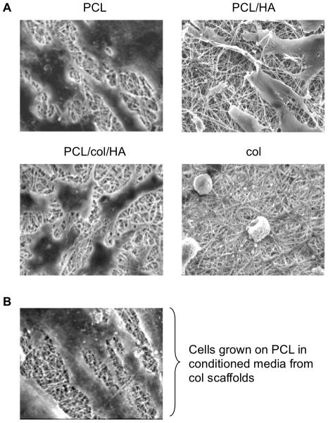 https://cdn.ncbi.nlm.nih.gov/pmc/blobs/388e/3035635/deaabd37ea14/pone.0016813.g001.jpg