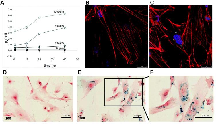 https://cdn.ncbi.nlm.nih.gov/pmc/blobs/3898/8418330/385a18030421/IJN-16-6097-g0002.jpg