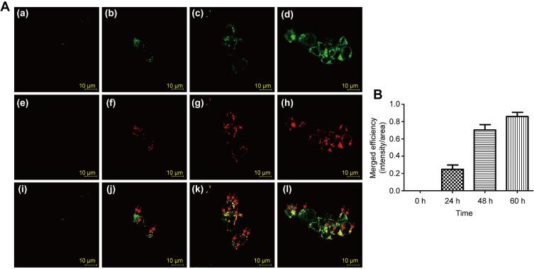 https://cdn.ncbi.nlm.nih.gov/pmc/blobs/3898/8418330/65eb043c03ba/IJN-16-6097-g0003.jpg