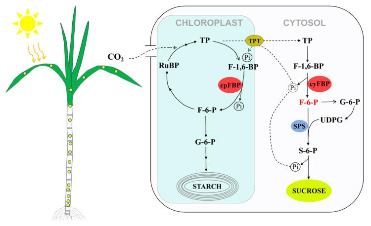 https://cdn.ncbi.nlm.nih.gov/pmc/blobs/389a/12349412/9db9ee4d3a61/plants-14-02433-g008.jpg