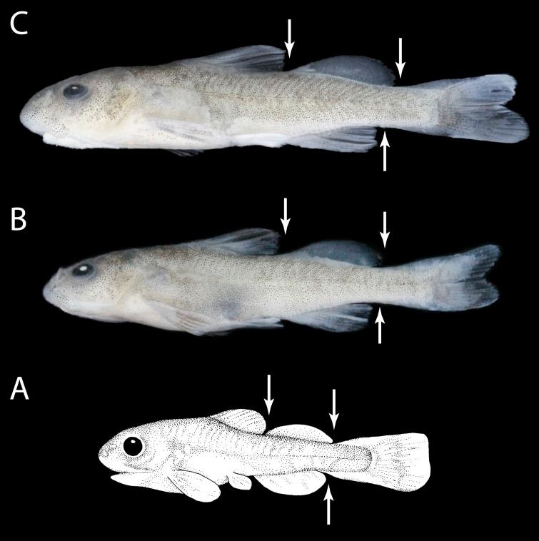 https://cdn.ncbi.nlm.nih.gov/pmc/blobs/389b/5316285/32e84aa3115d/peerj-05-2991-g008.jpg