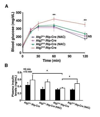 https://cdn.ncbi.nlm.nih.gov/pmc/blobs/389f/2806022/689536c58bf2/aging-01-425-g007.jpg