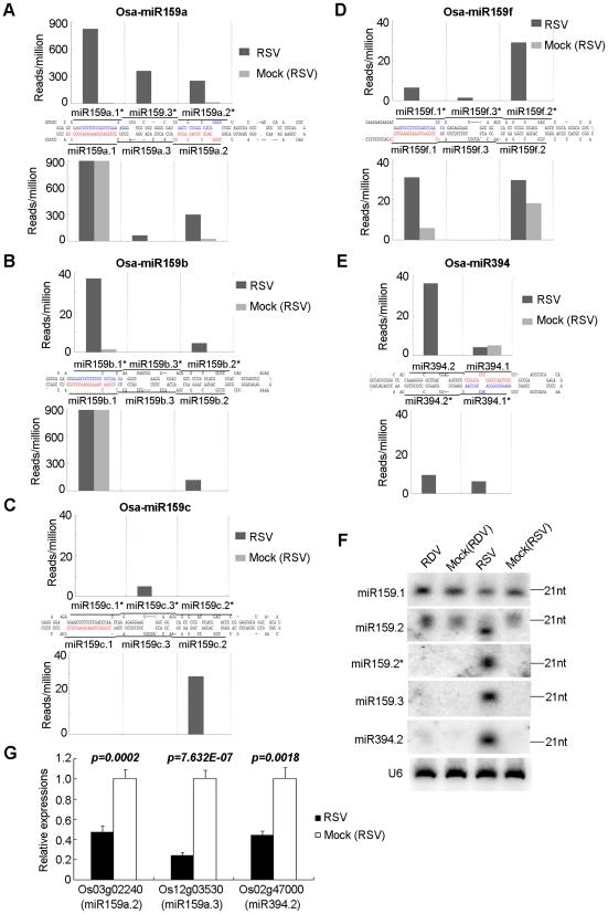 https://cdn.ncbi.nlm.nih.gov/pmc/blobs/389f/3161970/d73210000abd/ppat.1002176.g003.jpg