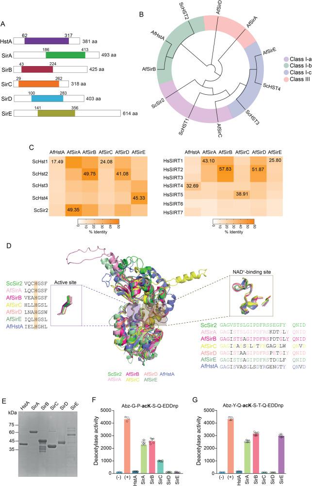 https://cdn.ncbi.nlm.nih.gov/pmc/blobs/38a1/11162503/ac641af2f5c4/42003_2024_6383_Fig1_HTML.jpg