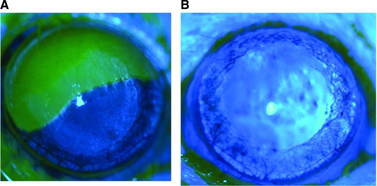 https://cdn.ncbi.nlm.nih.gov/pmc/blobs/38a4/4779975/3ac18cef9262/fig-1.jpg