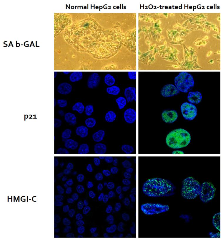 https://cdn.ncbi.nlm.nih.gov/pmc/blobs/38a6/9322633/571dd871ff04/cells-11-02221-g003.jpg