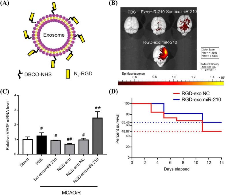 https://cdn.ncbi.nlm.nih.gov/pmc/blobs/38b0/10505332/d1795aeb0110/12951_2023_2081_Fig4_HTML.jpg