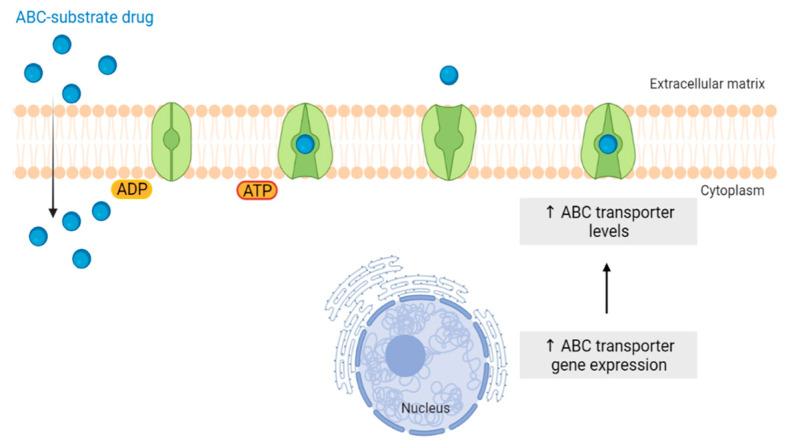 https://cdn.ncbi.nlm.nih.gov/pmc/blobs/38b2/10675572/b8bb2fba4da3/pharmaceutics-15-02610-g004.jpg