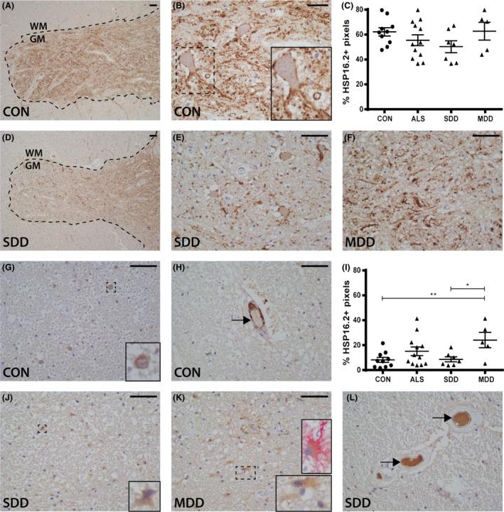 https://cdn.ncbi.nlm.nih.gov/pmc/blobs/38b2/7379307/21e3077e284d/NAN-45-459-g007.jpg