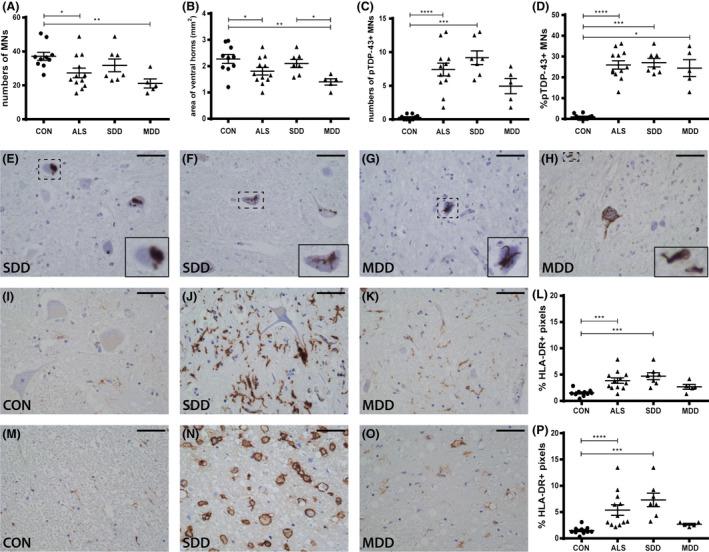 https://cdn.ncbi.nlm.nih.gov/pmc/blobs/38b2/7379307/e54fa33fecba/NAN-45-459-g001.jpg