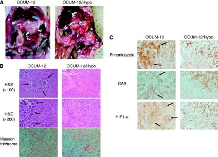 https://cdn.ncbi.nlm.nih.gov/pmc/blobs/38b3/2833244/8a5c244df215/6605543f3.jpg
