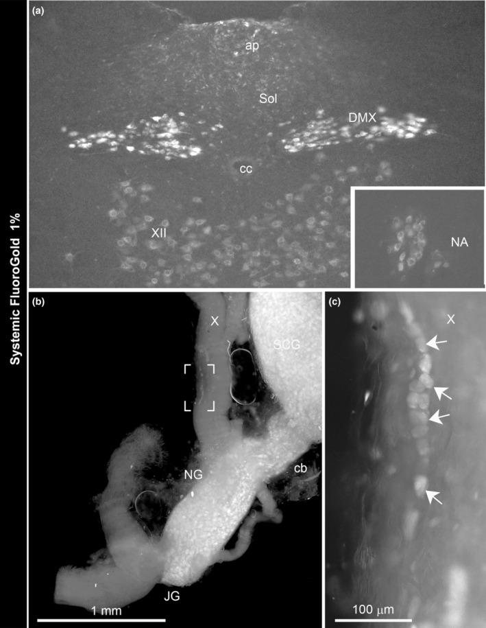 https://cdn.ncbi.nlm.nih.gov/pmc/blobs/38b5/10641042/280fe59db565/JOA-243-936-g010.jpg