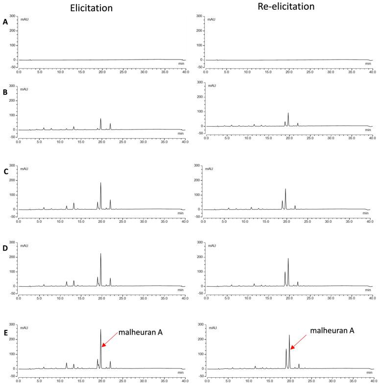 https://cdn.ncbi.nlm.nih.gov/pmc/blobs/38b6/11769231/72738a2a925e/plants-14-00259-g006.jpg