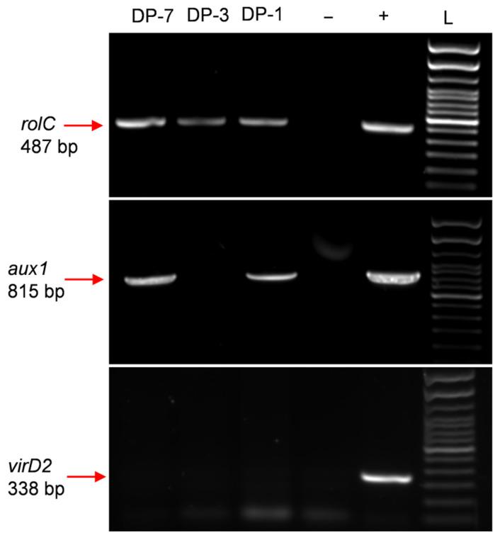 https://cdn.ncbi.nlm.nih.gov/pmc/blobs/38b6/11769231/c915beedc217/plants-14-00259-g003.jpg