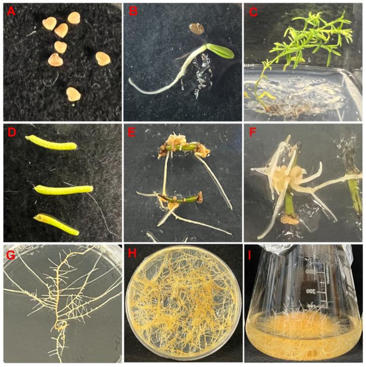 https://cdn.ncbi.nlm.nih.gov/pmc/blobs/38b6/11769231/f24e34b09e68/plants-14-00259-g002.jpg