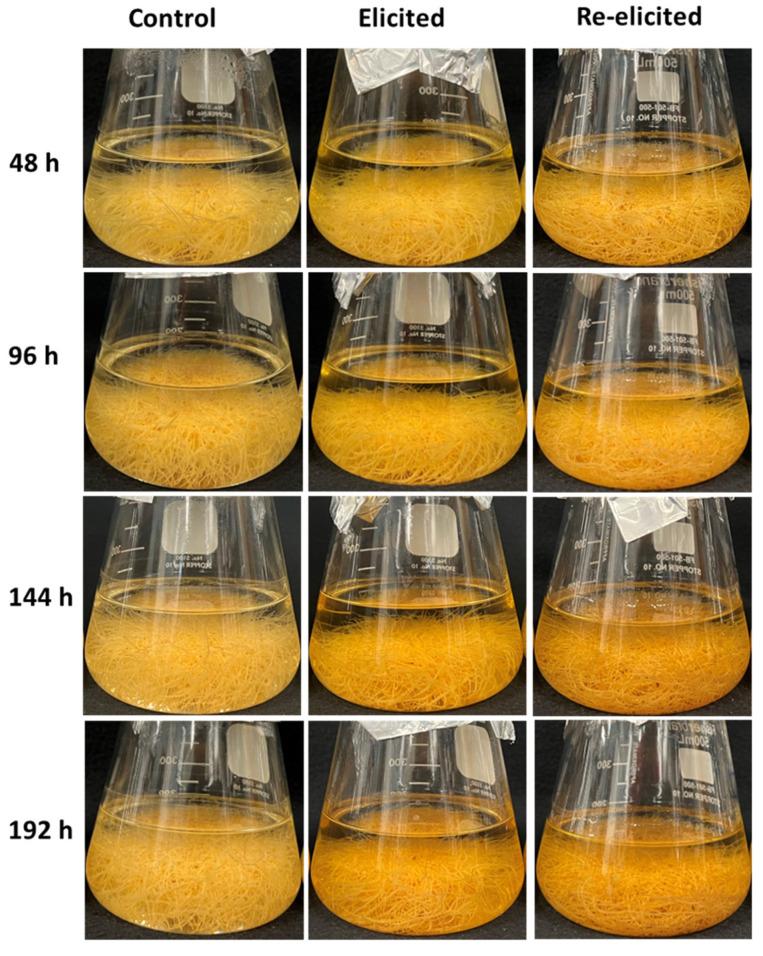 https://cdn.ncbi.nlm.nih.gov/pmc/blobs/38b6/11769231/ff8b29aaefac/plants-14-00259-g005.jpg