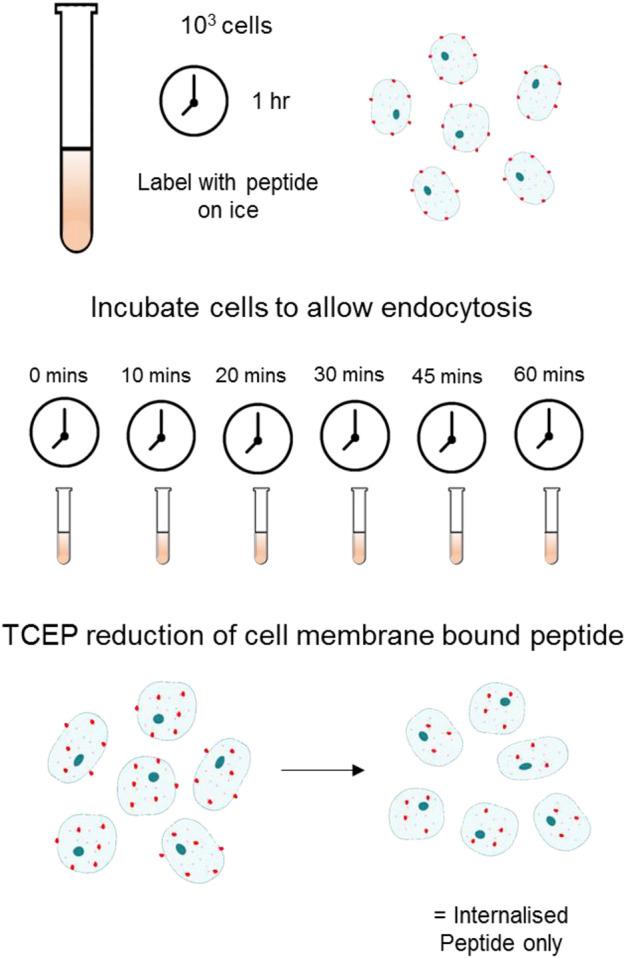https://cdn.ncbi.nlm.nih.gov/pmc/blobs/38b6/9448872/596483db7d65/fcell-10-920303-g001.jpg