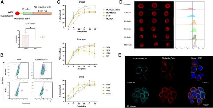 https://cdn.ncbi.nlm.nih.gov/pmc/blobs/38b6/9448872/a7afc921f9c1/fcell-10-920303-g002.jpg