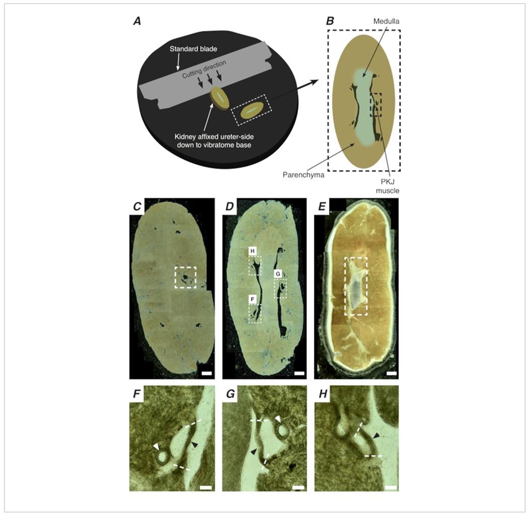 https://cdn.ncbi.nlm.nih.gov/pmc/blobs/38b8/8609910/0b8ee5dbc008/nihms-1754472-f0002.jpg