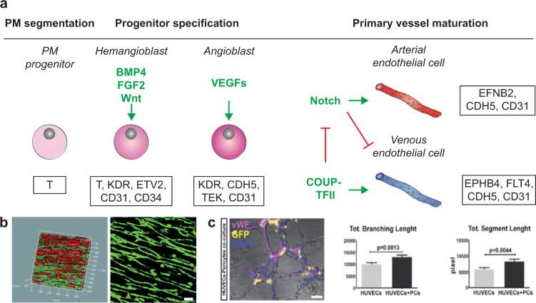https://cdn.ncbi.nlm.nih.gov/pmc/blobs/38c6/8991236/04e2ae43491d/41536_2022_216_Fig6_HTML.jpg