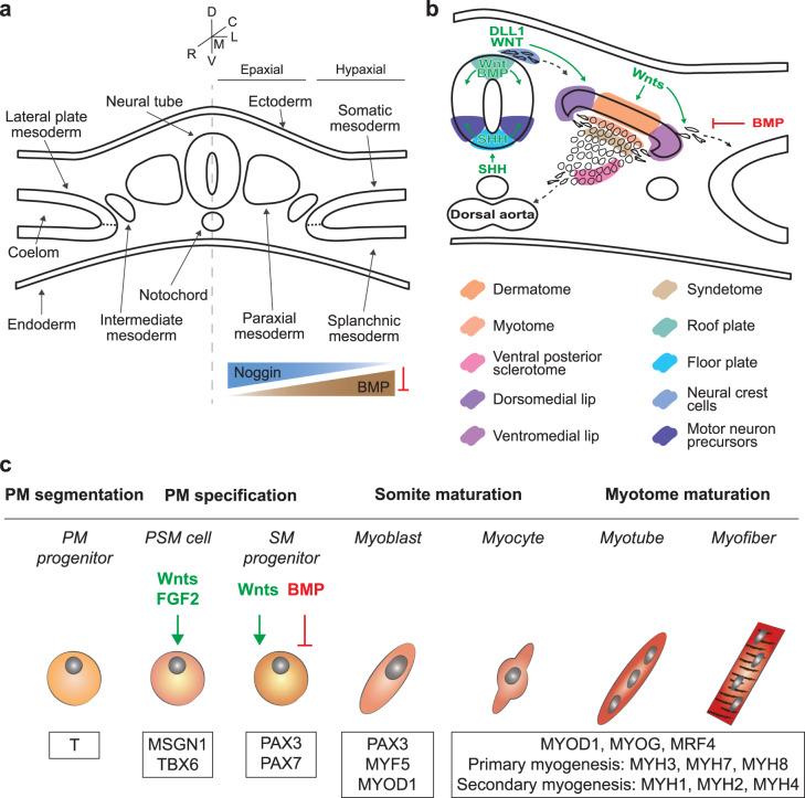 https://cdn.ncbi.nlm.nih.gov/pmc/blobs/38c6/8991236/9e26b2c600bc/41536_2022_216_Fig1_HTML.jpg