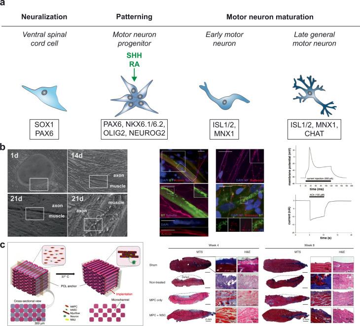 https://cdn.ncbi.nlm.nih.gov/pmc/blobs/38c6/8991236/b7ada4f517ed/41536_2022_216_Fig9_HTML.jpg
