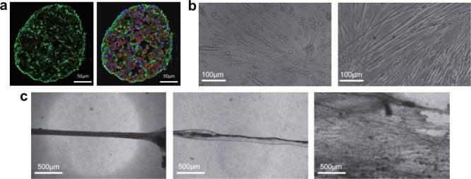 https://cdn.ncbi.nlm.nih.gov/pmc/blobs/38c6/8991236/becacdd3ca9b/41536_2022_216_Fig7_HTML.jpg
