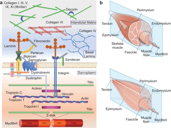 https://cdn.ncbi.nlm.nih.gov/pmc/blobs/38c6/8991236/c283ddd090f2/41536_2022_216_Fig2_HTML.jpg