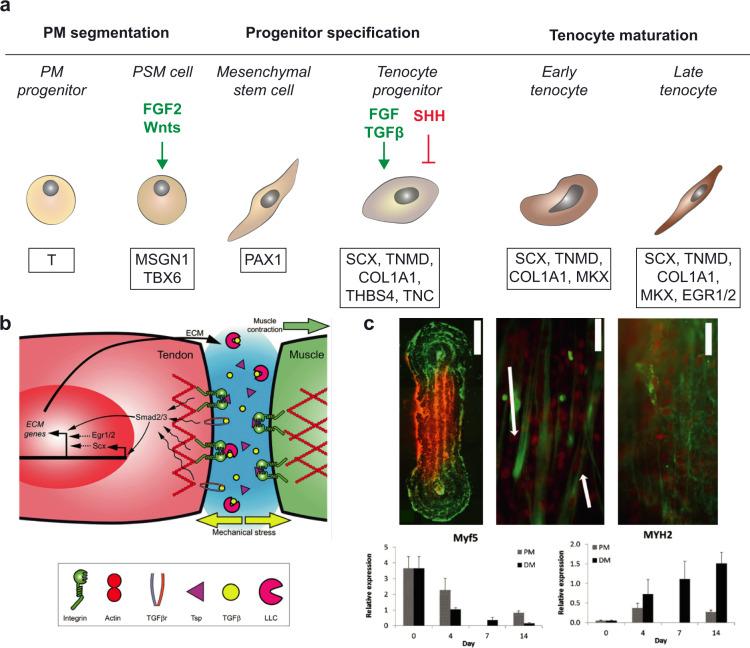 https://cdn.ncbi.nlm.nih.gov/pmc/blobs/38c6/8991236/d9e21bba7564/41536_2022_216_Fig8_HTML.jpg